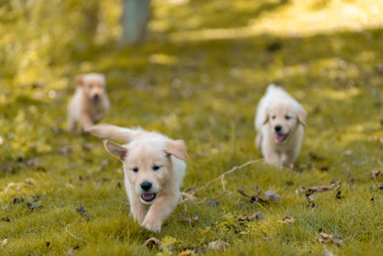 金毛犬多少钱一只幼崽，宠物级的金毛幼犬价格在500至1000元