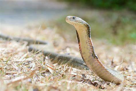眼镜王蛇（Ophiophagus hannah）