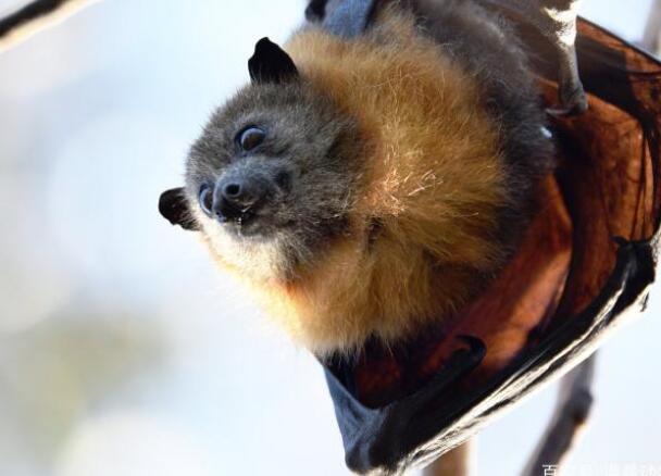 澳大利亚倒挂巨型蝙蝠图片 巨型蝙蝠王真实照片太吓人