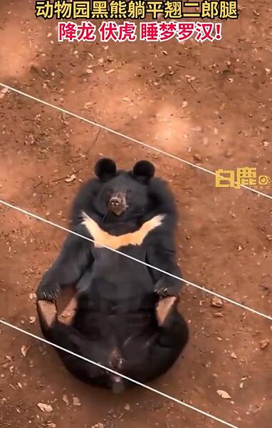 动物园三头黑熊躺平跷二郎腿
