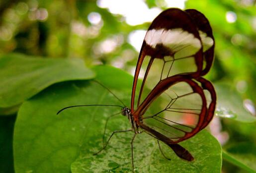 世界上最恐怖的蝴蝶都有哪些 最毒的女鬼蝴蝶