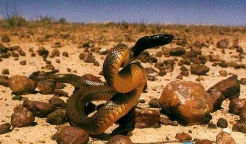 世界最毒的毒蛇第一名图片 世界最毒的十大毒蛇排名