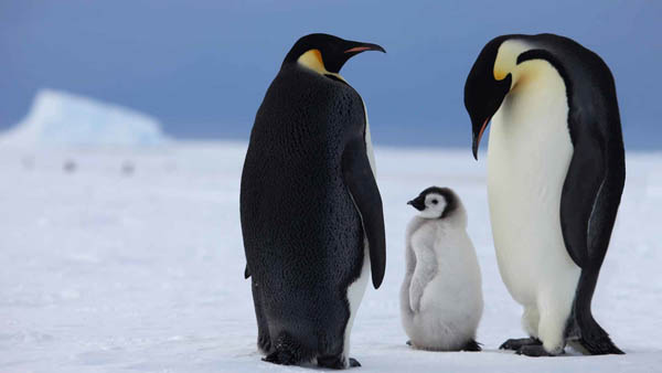 打豆豆，企鹅 penguin