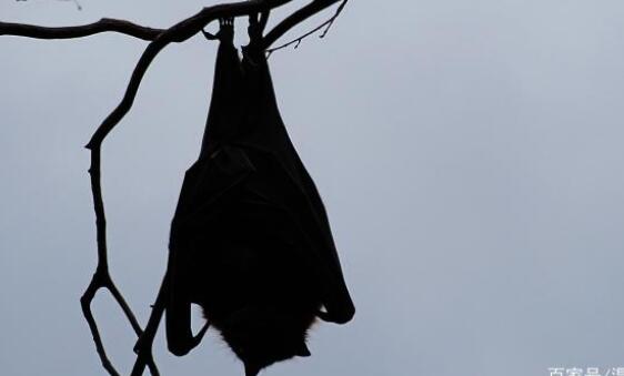 澳大利亚倒挂巨型蝙蝠图片 巨型蝙蝠王真实照片太吓人