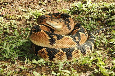 南美洲巨蝮蛇（South American Bushmaster snake）