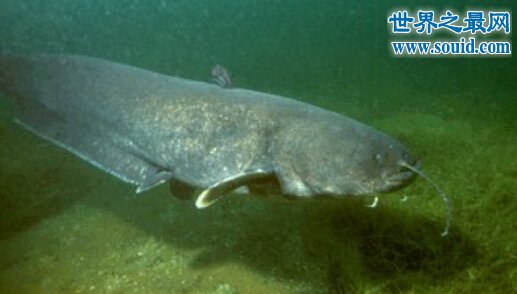 世界上最大的巨型哲罗鲑，长15米的湖怪(图片)(www.qihuanshijie.com)