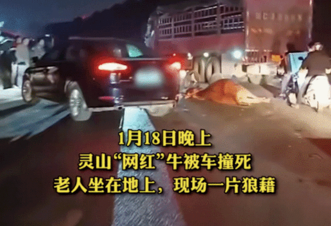 灵山“网红牛”不幸被车撞死：老人坐在地上现场一片狼藉
