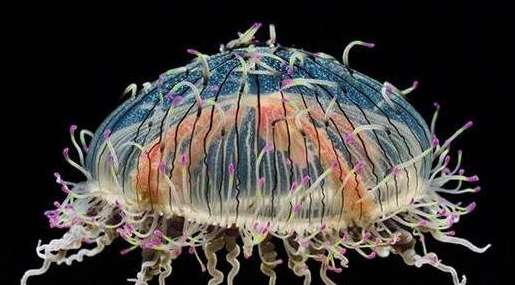 最恐怖的水母图片：世界上最丑和最漂亮的十大剧毒水母有哪些