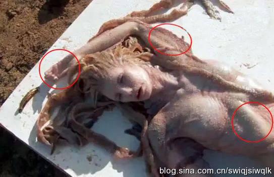 人鱼之谜——澳大利亚发现美人鱼尸体