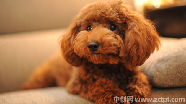 泰迪狗是哪个国家的品种,泰迪狗多少钱一只(价格1000左右) toypoodle/YA
