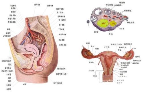 了解女人生殖器结构构造图片：呵护女性生殖健康
