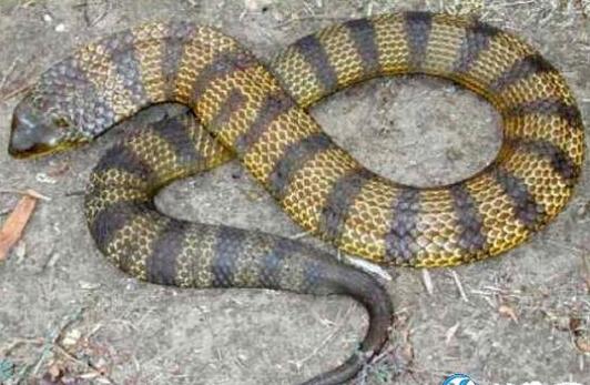 世界最毒的毒蛇第一名图片 世界最毒的十大毒蛇排名