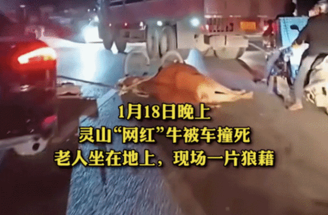 灵山“网红牛”不幸被车撞死：老人坐在地上现场一片狼藉