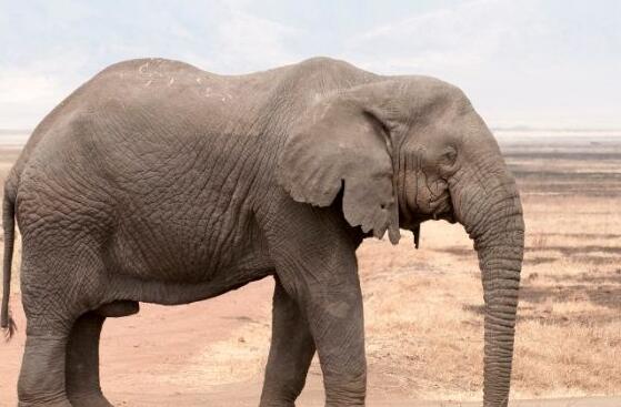 大象怀胎一般下几个崽 大象怀胎有几个月？哪个动物怀胎最长？
