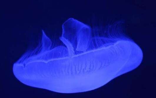 最恐怖的水母图片：世界上最丑和最漂亮的十大剧毒水母有哪些
