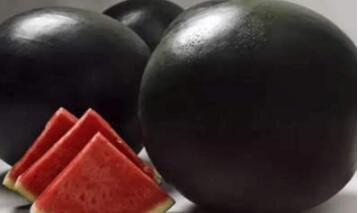 全世界最昂贵水果，黑色的西瓜，一万元的菠萝