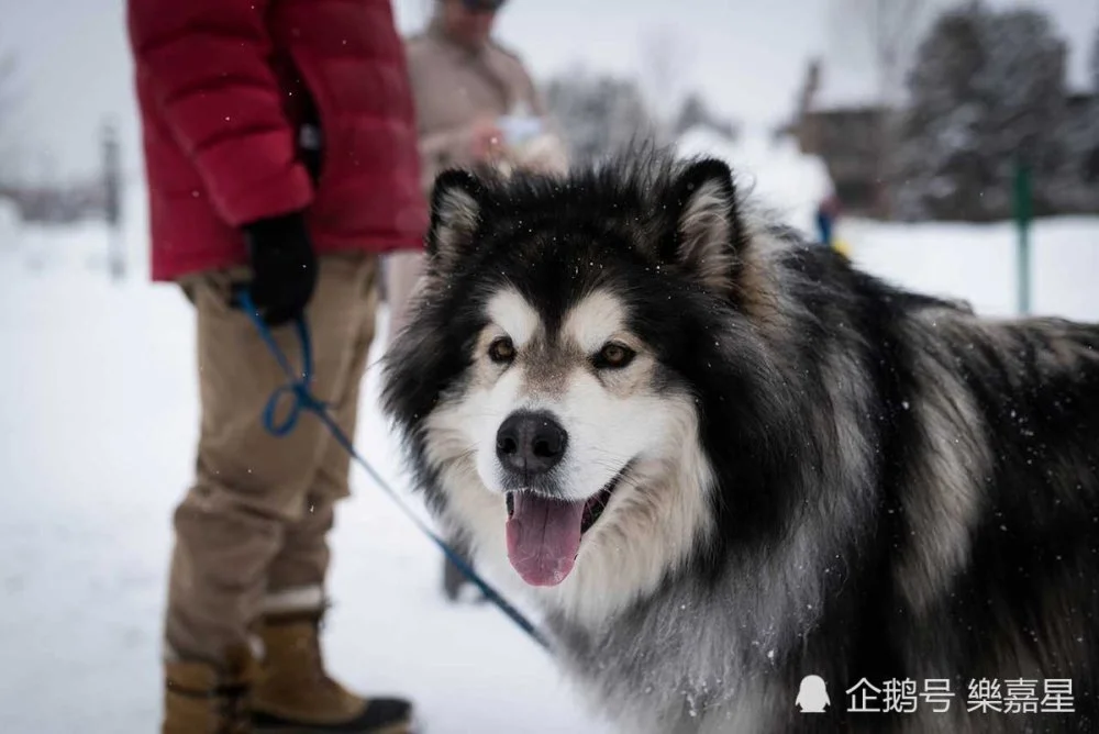 阿拉斯加雪橇犬的电影_阿拉斯加雪橇幼犬_阿拉斯加雪橇