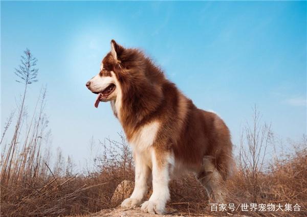 上海有健康的哈士奇出售吗多少钱哈士奇多少钱嗯市场价_哈士奇和阿拉斯加犬区别_雪橇和哈士奇的区别