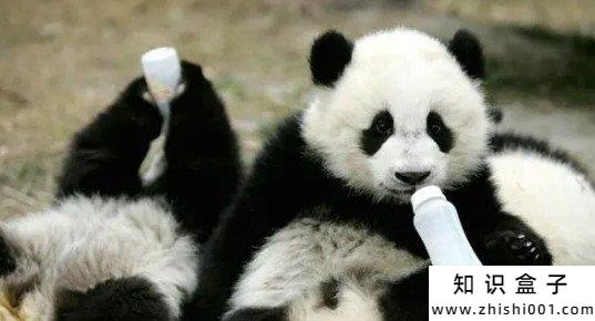 大熊猫多少钱一只图文分享